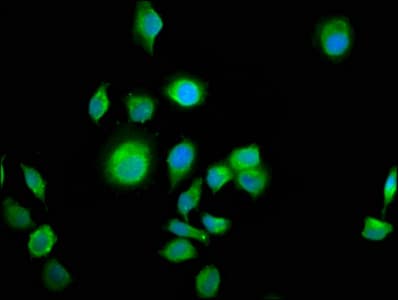 Polyclonal Rabbit anti-Human ALS2CR12 Antibody (IF, WB)