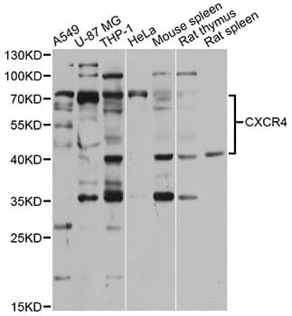 Polyclonal Rabbit anti-Human CXCR4 Antibody (IF, WB)