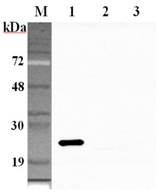 Polyclonal Rabbit anti-Human GPX1 / Glutathione Peroxidase Antibody (WB)