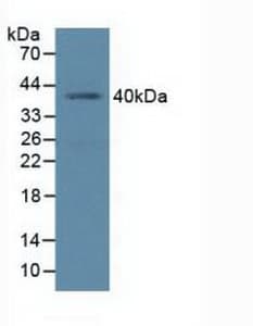 BMI1 / PCGF4 Antibody (aa152-289)