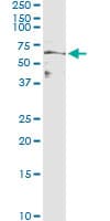 IHC-plus™ MFGE8 /Lactadherin Antibody (clone 1E7)