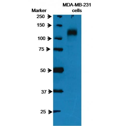 EPHA2 / EPH Receptor A2 Antibody (100-180 aa, N-terminal)