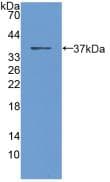 CALCA Antibody