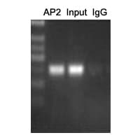 TFAP2A + TFAP2B Antibody (C-Terminus)