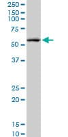 CREB5 Antibody (clone 8A5)