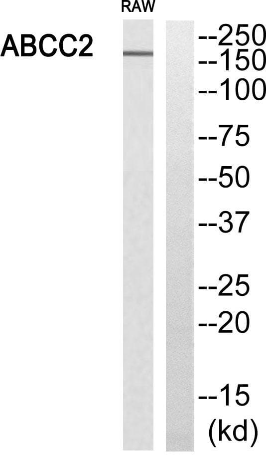Polyclonal Rabbit anti-Human ABCC2 / MRP2 Antibody (WB)