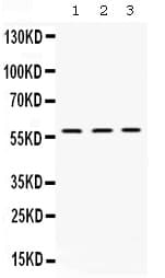 XIAP Antibody
