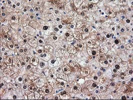 ACY1 / Aminoacylase 1 Antibody (clone OTI2D3)