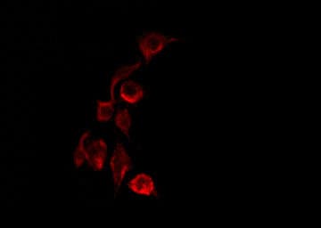 MEGF8 Antibody