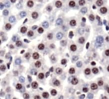 HMG1 / HMGB1 Antibody (Internal, Biotin)
