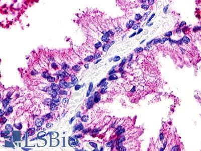PathPlus™ GPR25 Antibody (N-Terminus)