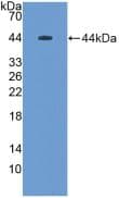 MUC5B Antibody (aa898-1002)