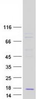 Human CCL23 / MIP3 Protein (Recombinant Myc-DDK (Flag))
