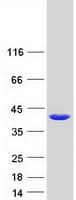 Human NANS Protein (Recombinant Myc-DDK (Flag))