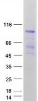 Human EFHB Protein (Recombinant Myc-DDK (Flag))
