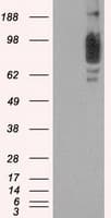 SCYL3 Antibody (clone OTI2H10)