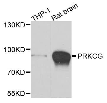 PRKCG / PKC-Gamma Antibody