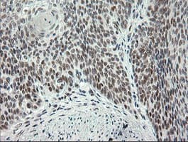 ERCC1 Antibody (clone 2.00E+12, Carrier-free)