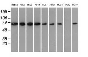 SNX9 / WISP Antibody (clone OTI1E4)