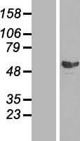 Human SMAD2 Protein (Over-Expression Lysate Myc-DDK (Flag))