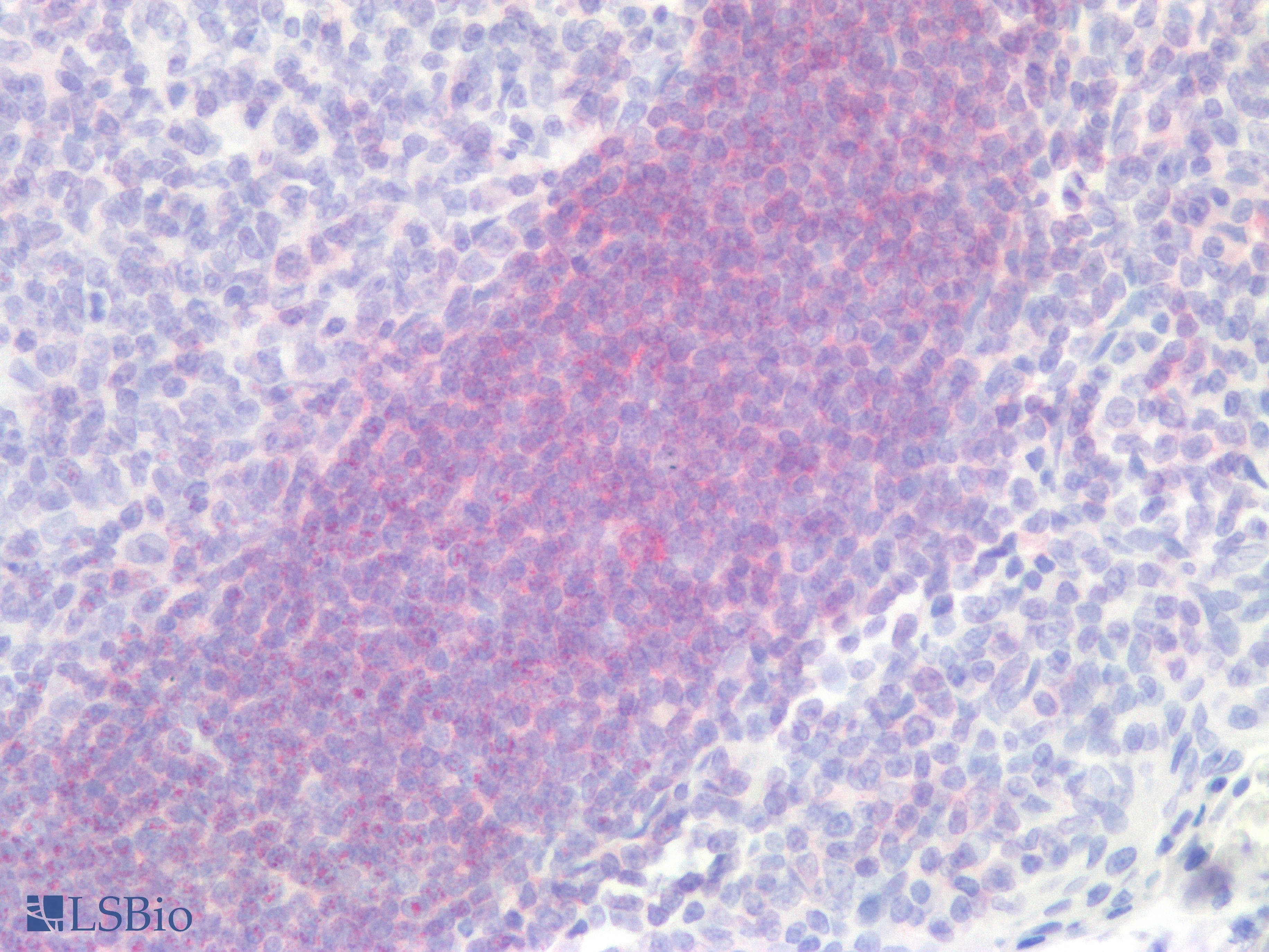 BTLA / CD272 Antibody (clone 2G8, Carrier-free)