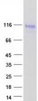 Human LINGO2 Protein (Recombinant Myc-DDK (Flag))