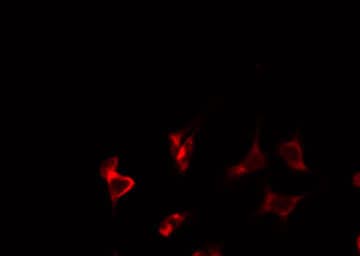 ATP5I Antibody