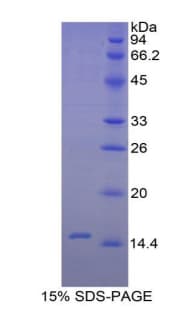 Rat TGFB2 / TGF Beta2 Protein (Recombinant His)