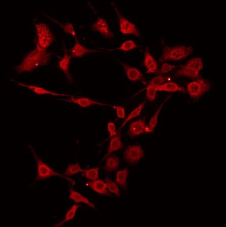 BAK1 / BAK Antibody