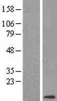 CLPS / Colipase Protein (Over-Expression Lysate Myc-DDK (Flag))