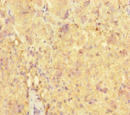 ME3 Antibody