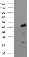 IDO1 / IDO Antibody (clone OTI2C2)