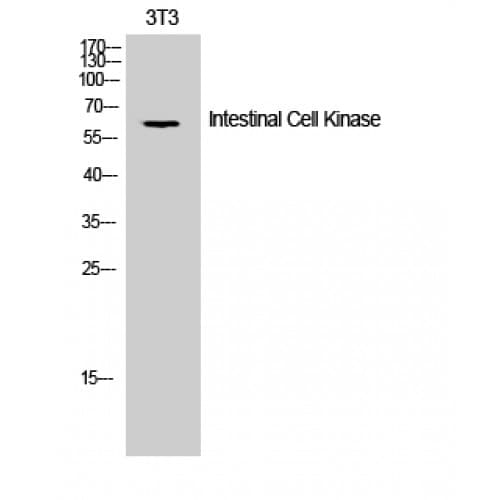 ICK Antibody (100-180 aa)