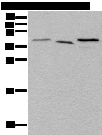 UBXN1 Antibody