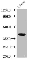 ADH5 Antibody