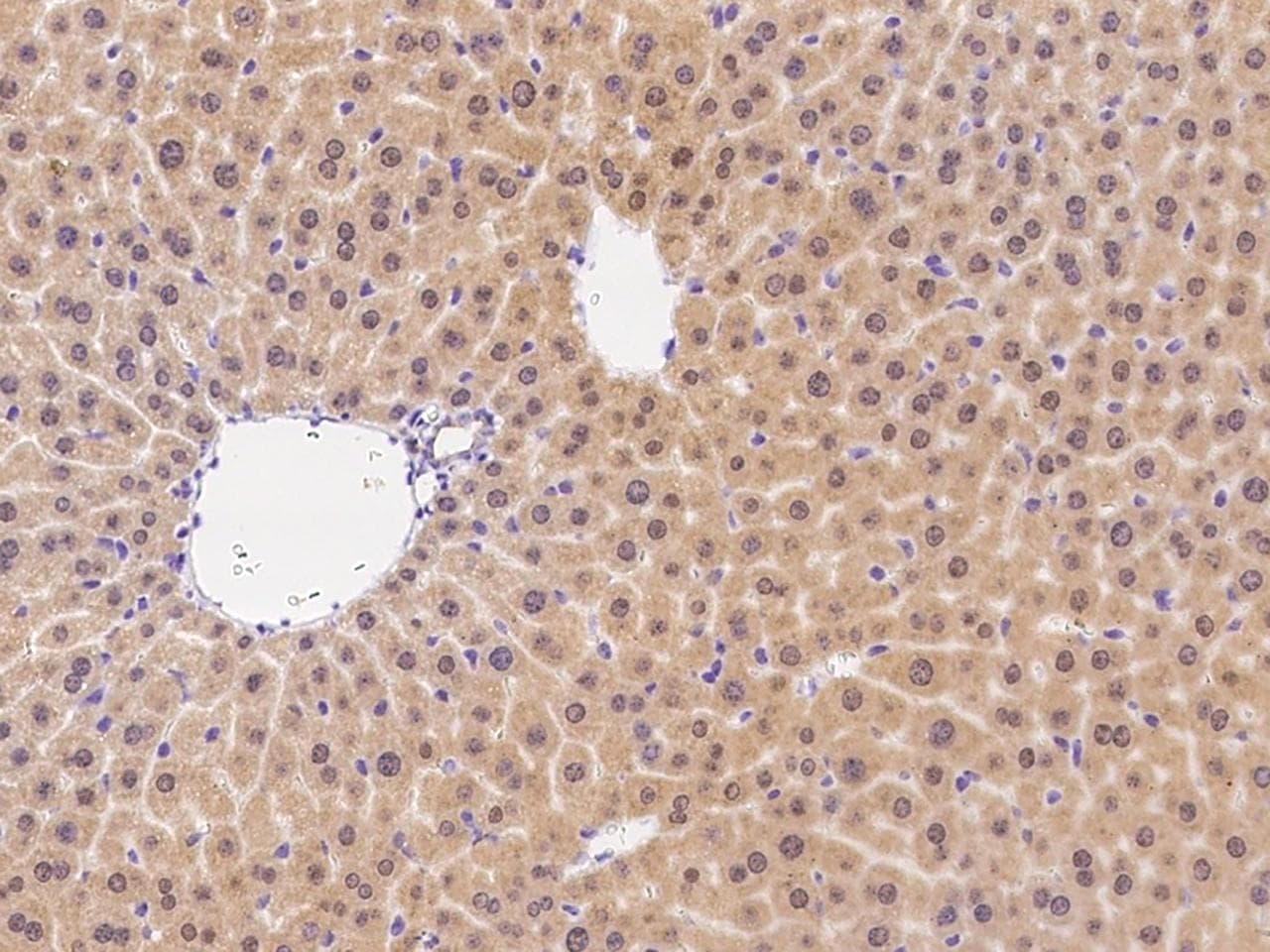 Polyclonal Rabbit anti-Hamster-Chinese LAMP2 / CD107b Antibody (IHC)