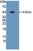 PON3 Antibody (aa2-354)
