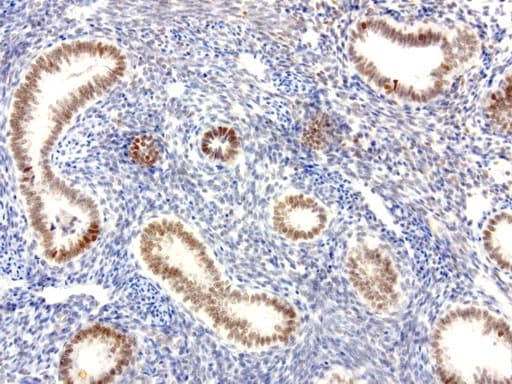 XRCC1 Antibody (clone UMAB40, Carrier-free)