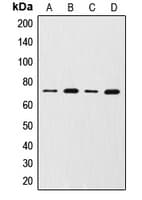 MMP2 Antibody (C-Terminus)