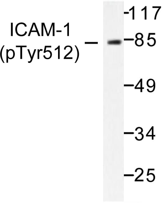 ICAM-1 / CD54 Antibody (phospho-Tyr512)