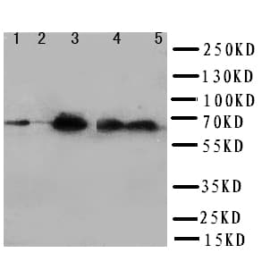 PTPN11 / SHP-2 / NS1 Antibody (aa582-597)