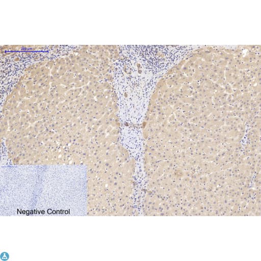 TUBA1B / Tubulin Alpha 1B Antibody