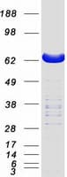 Human LCP2 / SLP-76 Protein (Recombinant Myc-DDK (Flag))