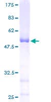 Human MRTO4 Protein (Recombinant GST)