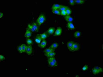 Polyclonal Rabbit anti-Human DLK1 / Pref-1 Antibody (WB)