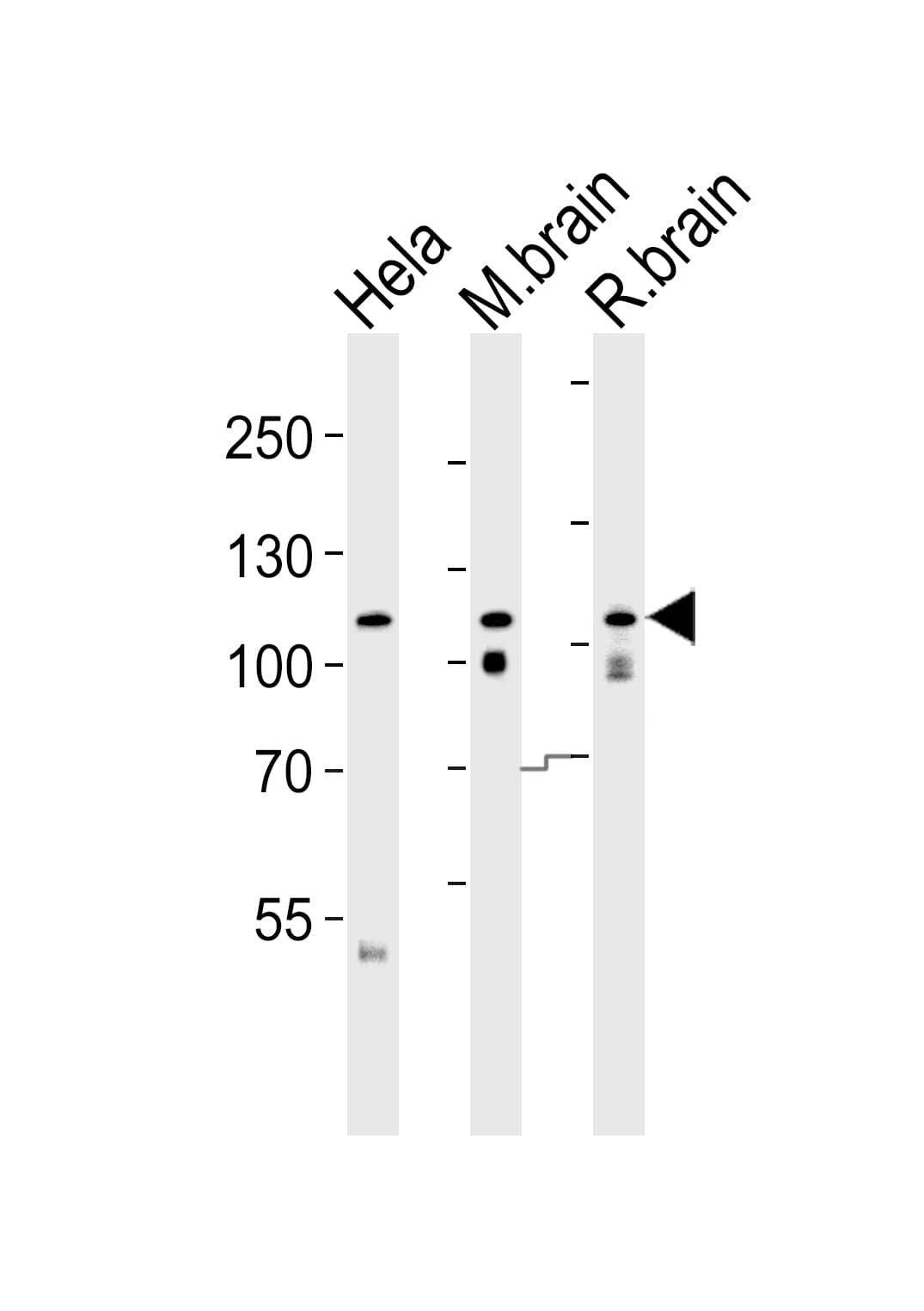 OPA1 Antibody (aa895-929)