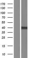 CENPL Protein (Over-Expression Lysate Myc-DDK (Flag))