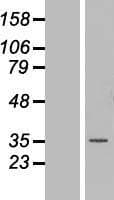 MNAT1 Protein (Over-Expression Lysate Myc-DDK (Flag))