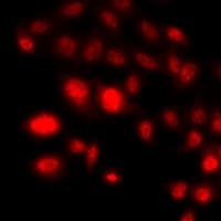 HIST3H3 Antibody