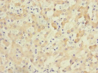 ZNF462 Antibody